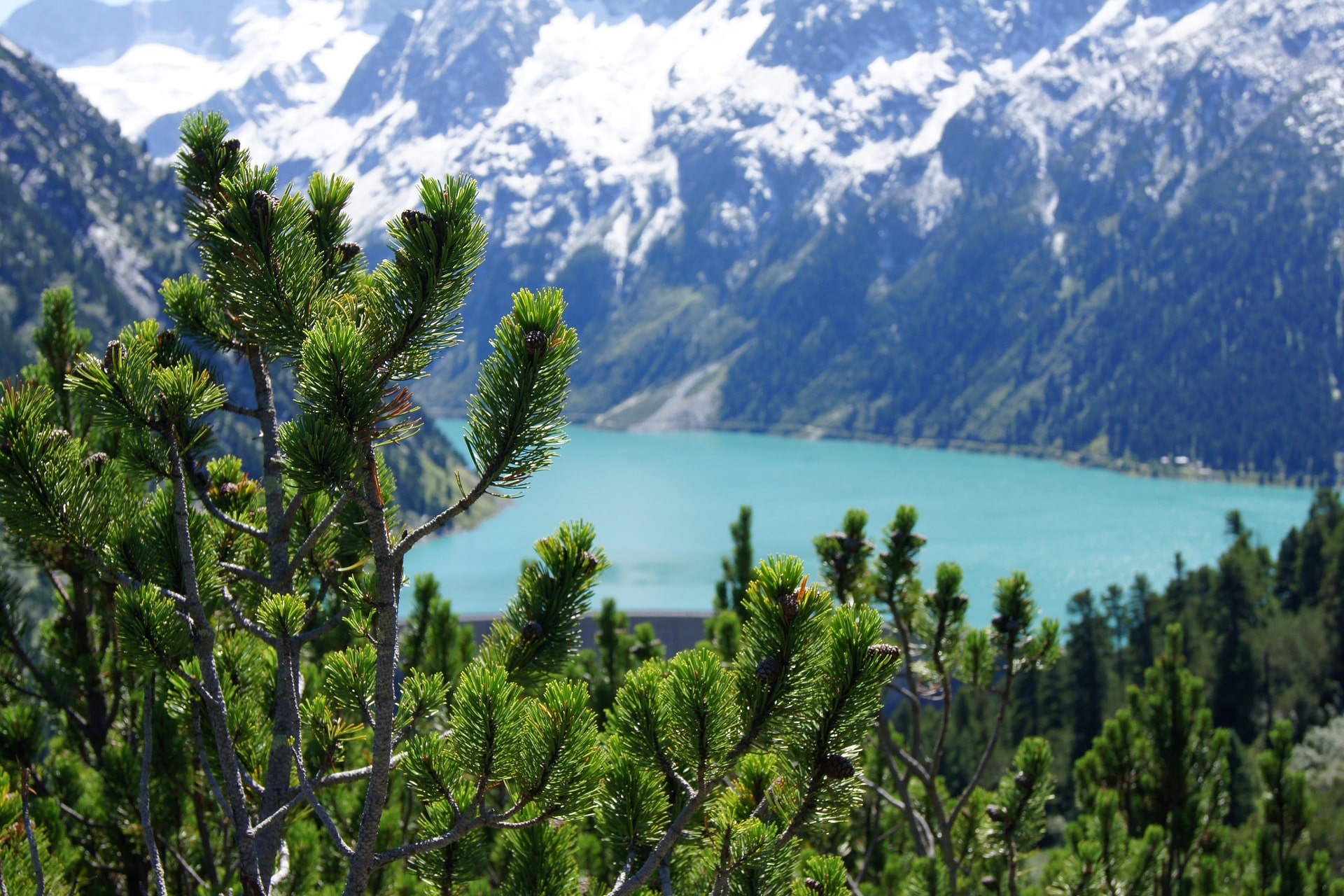 sommerurlaub im zillertal