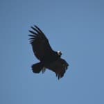 El condor pasa: Auge in Auge mit den Andenkondoren