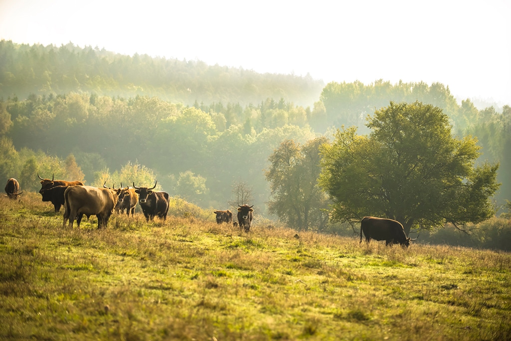 Auerochsen bei Auerbac Amberg Sulzbach