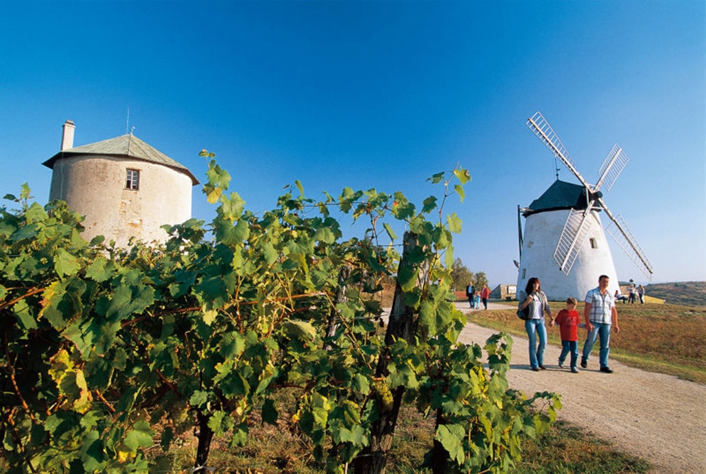 Weinherbst im Wiener Wald in Niederösterreich