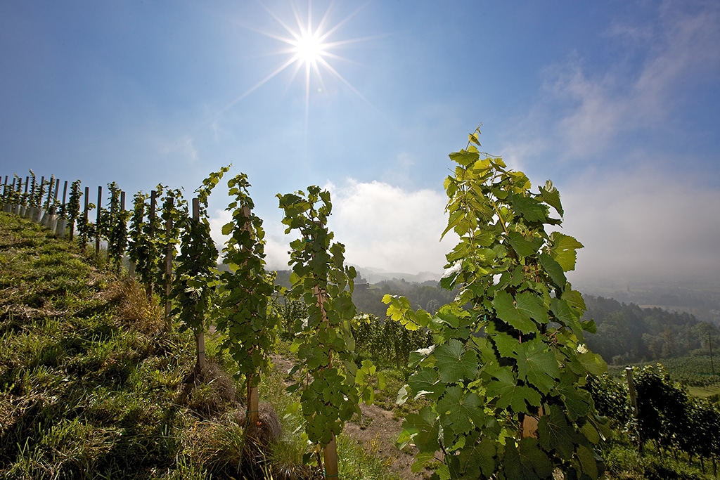 Kärnten Lavanttal: Weinbau in Wolfsberg