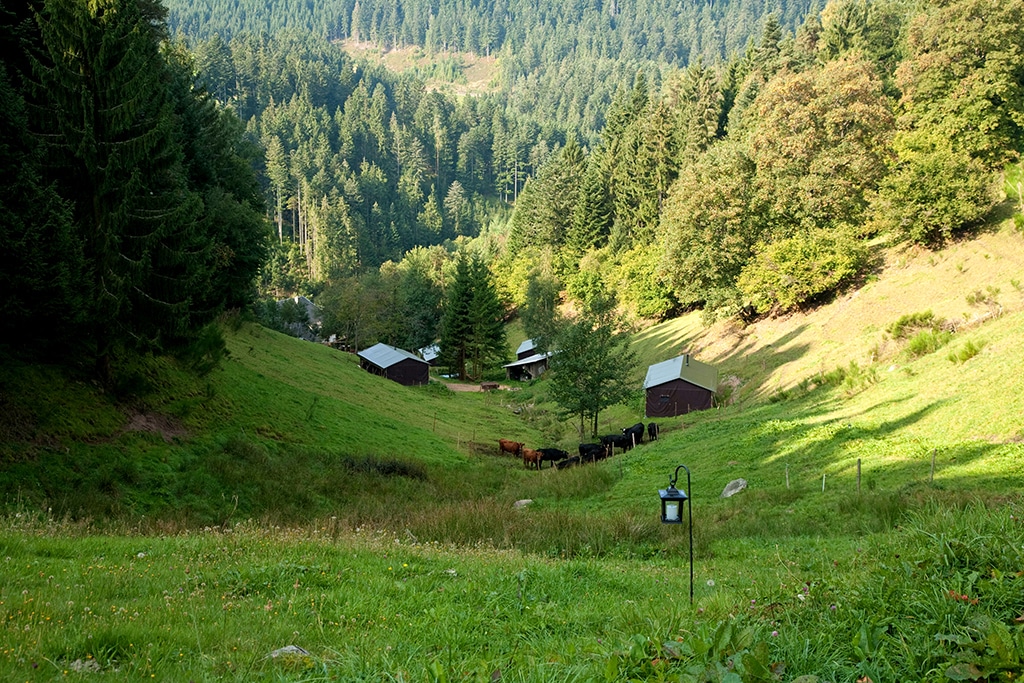 Triberg Wiesenbett Talblick