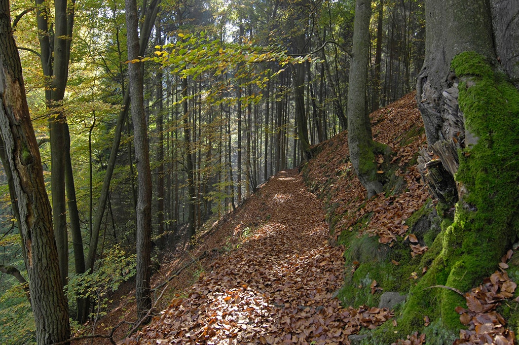 Elendsklam und Bruchmühlbach in Naturpark Pfälzerwald