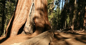 USA Wandern Redwood